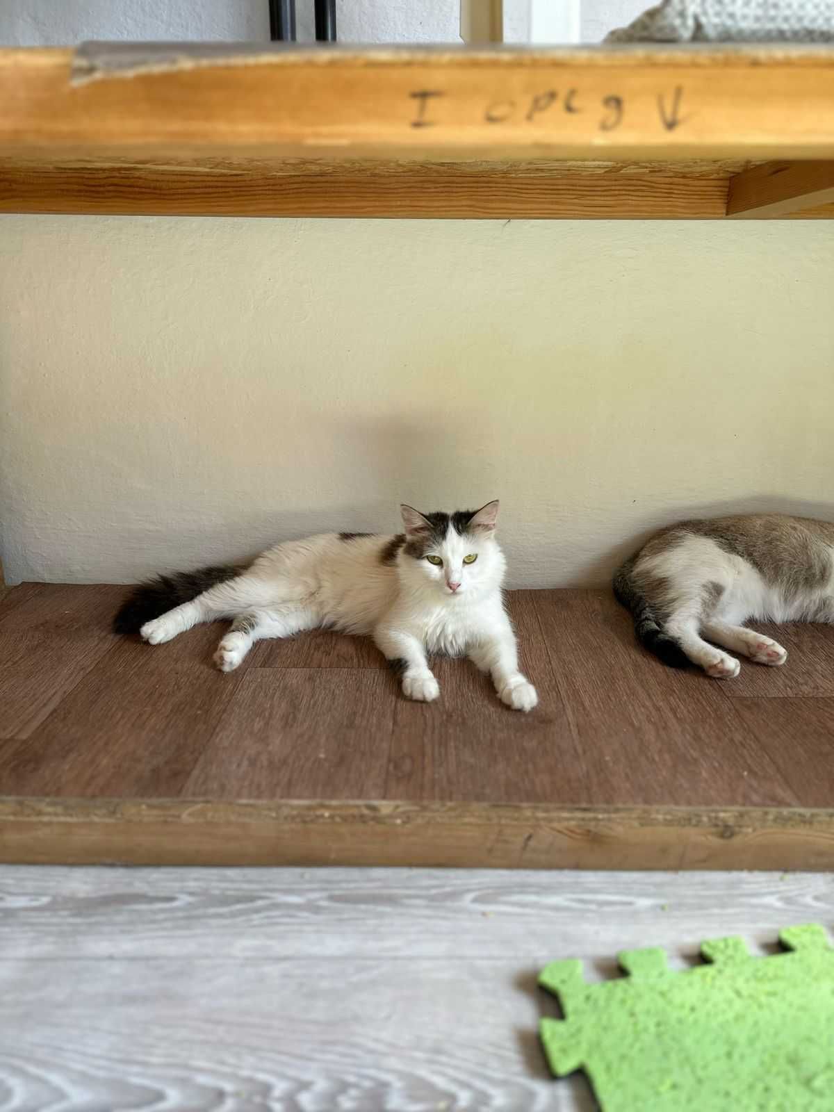 Кошечки и котик в добрые руки