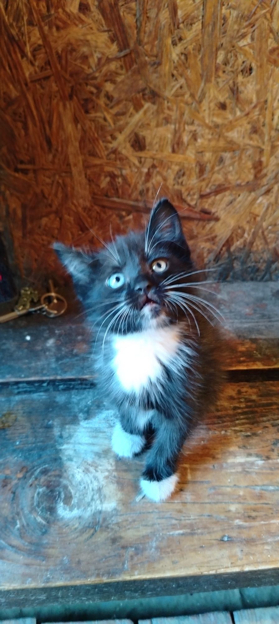 Котенок (девочка)