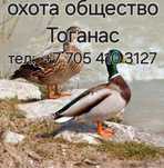Охота Общество Тоганас