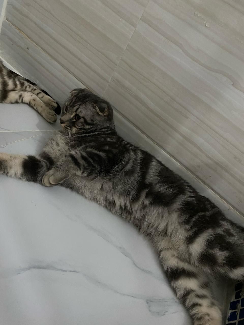Кошки висловухи и бингалский