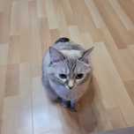 Отдам даром британскую кошку