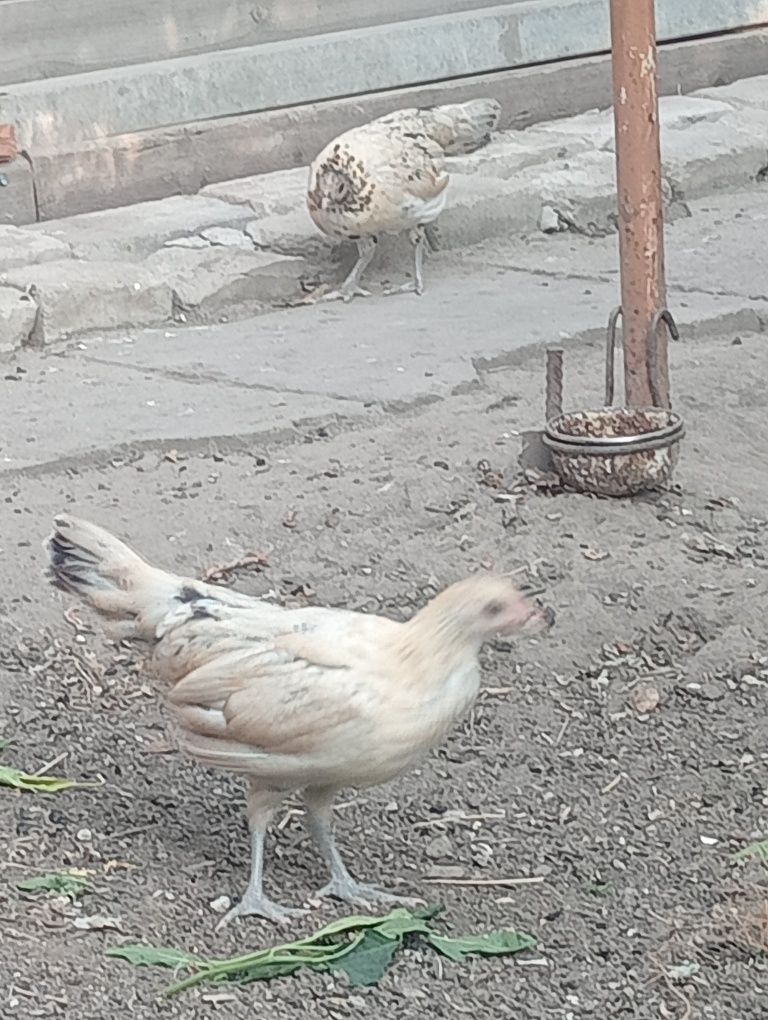 Продам карликов этого года