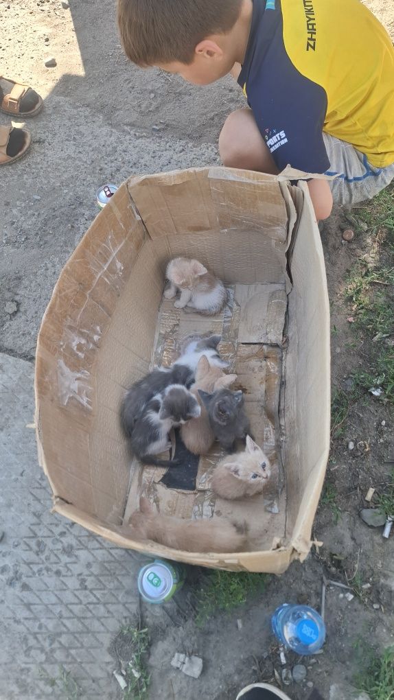 Котята ищет дом и добрых хозяев