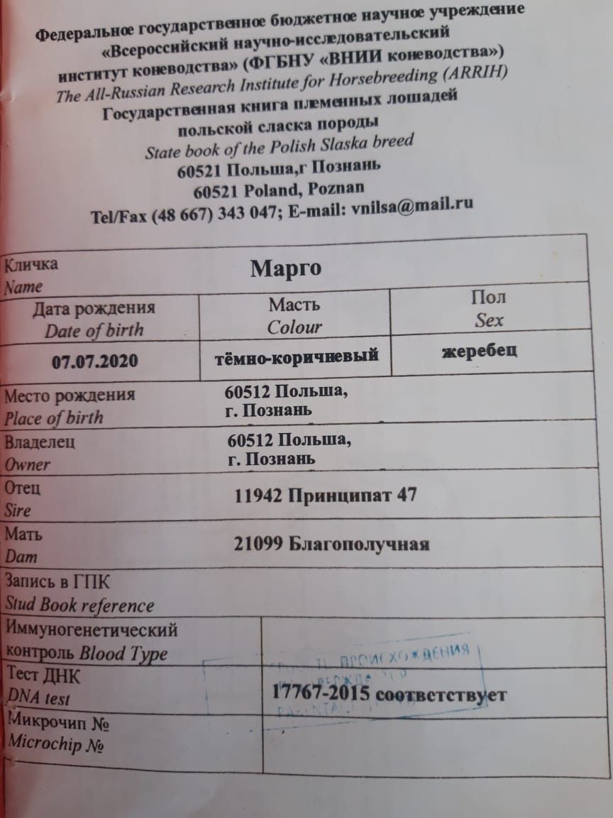 Лошадь с польши.