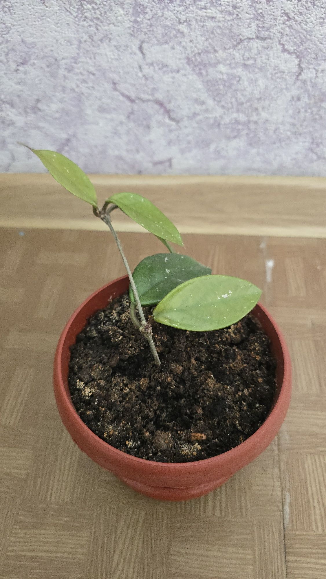 Продам цветы      .