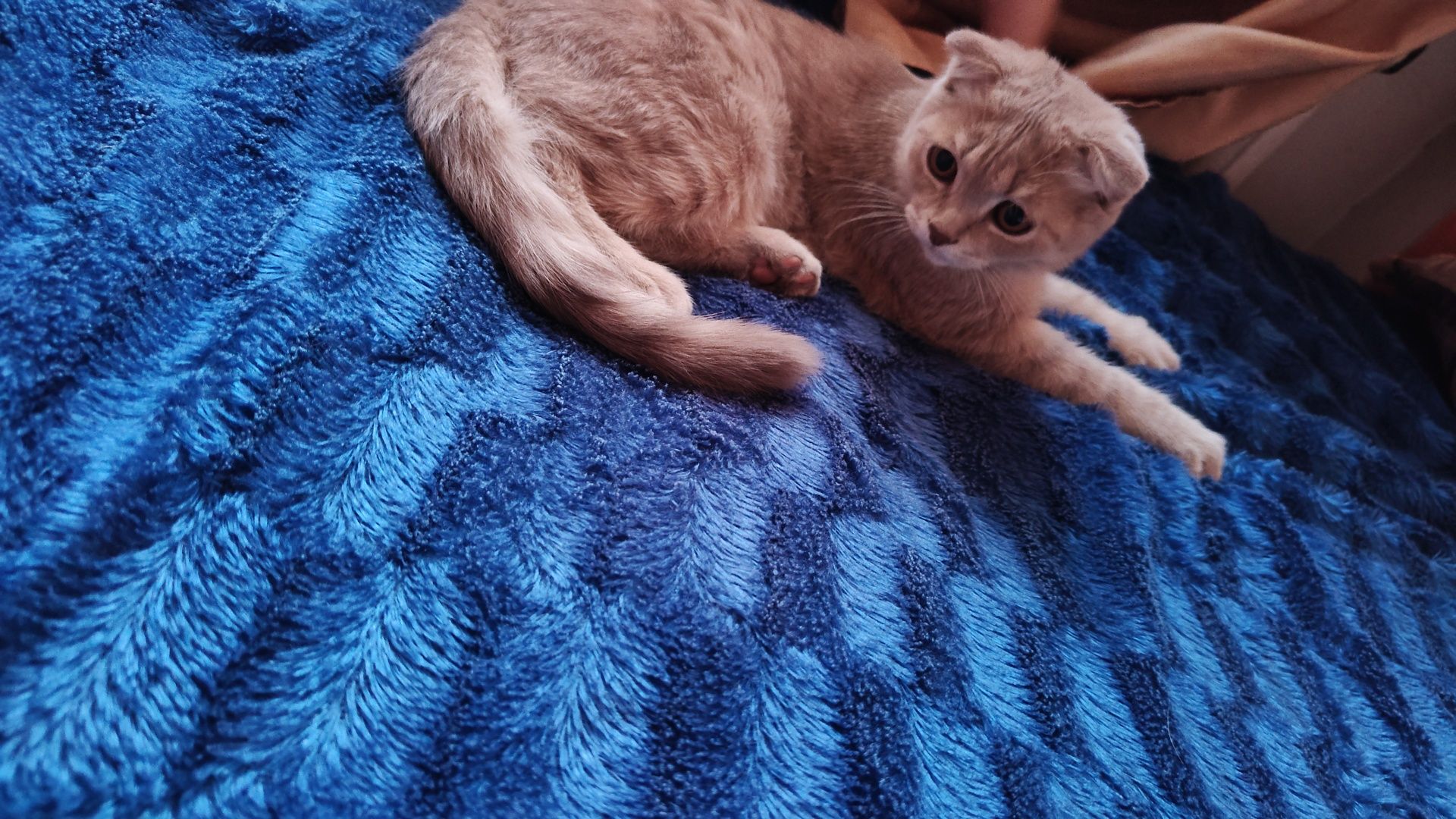 Скотиш фолд 5 месяцев