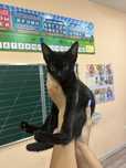 Котенок кошка котики