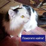 Потерялся котик!