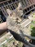 Отдам котенка в хорошие руки
