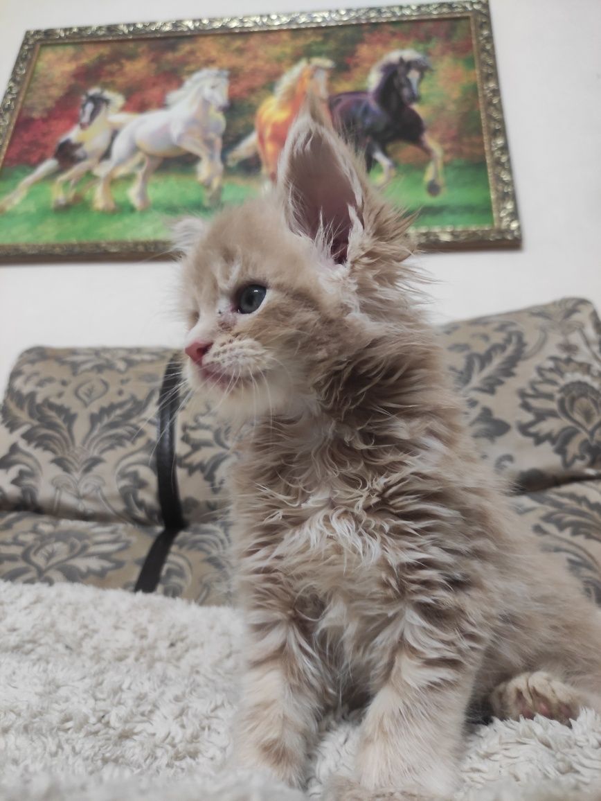 Мейн кун полидакт котята