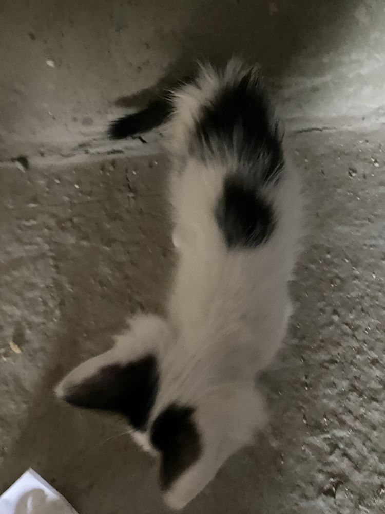 Отдам котят доброе руки