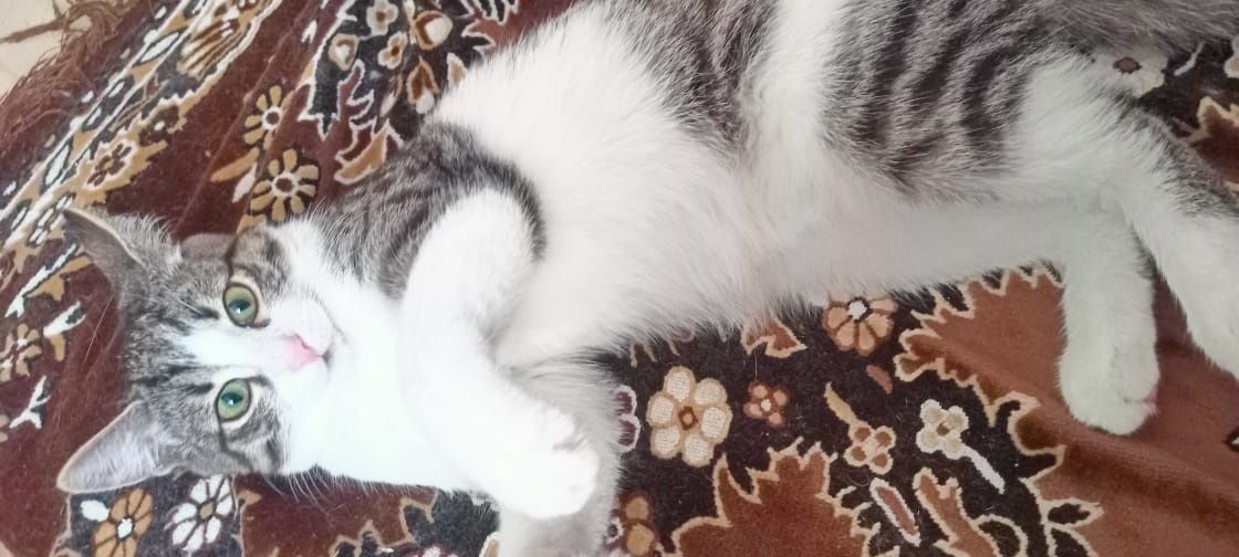 Шустрый котик Кузя  7 мес ищет дом