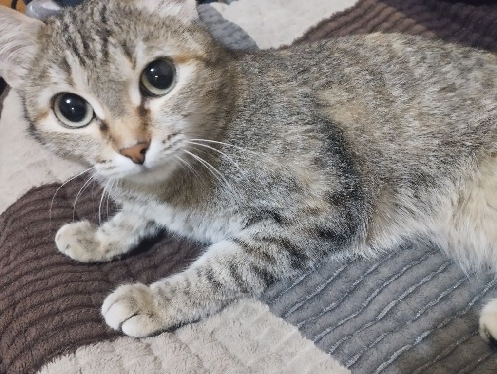 отдам кошку в добрые руки