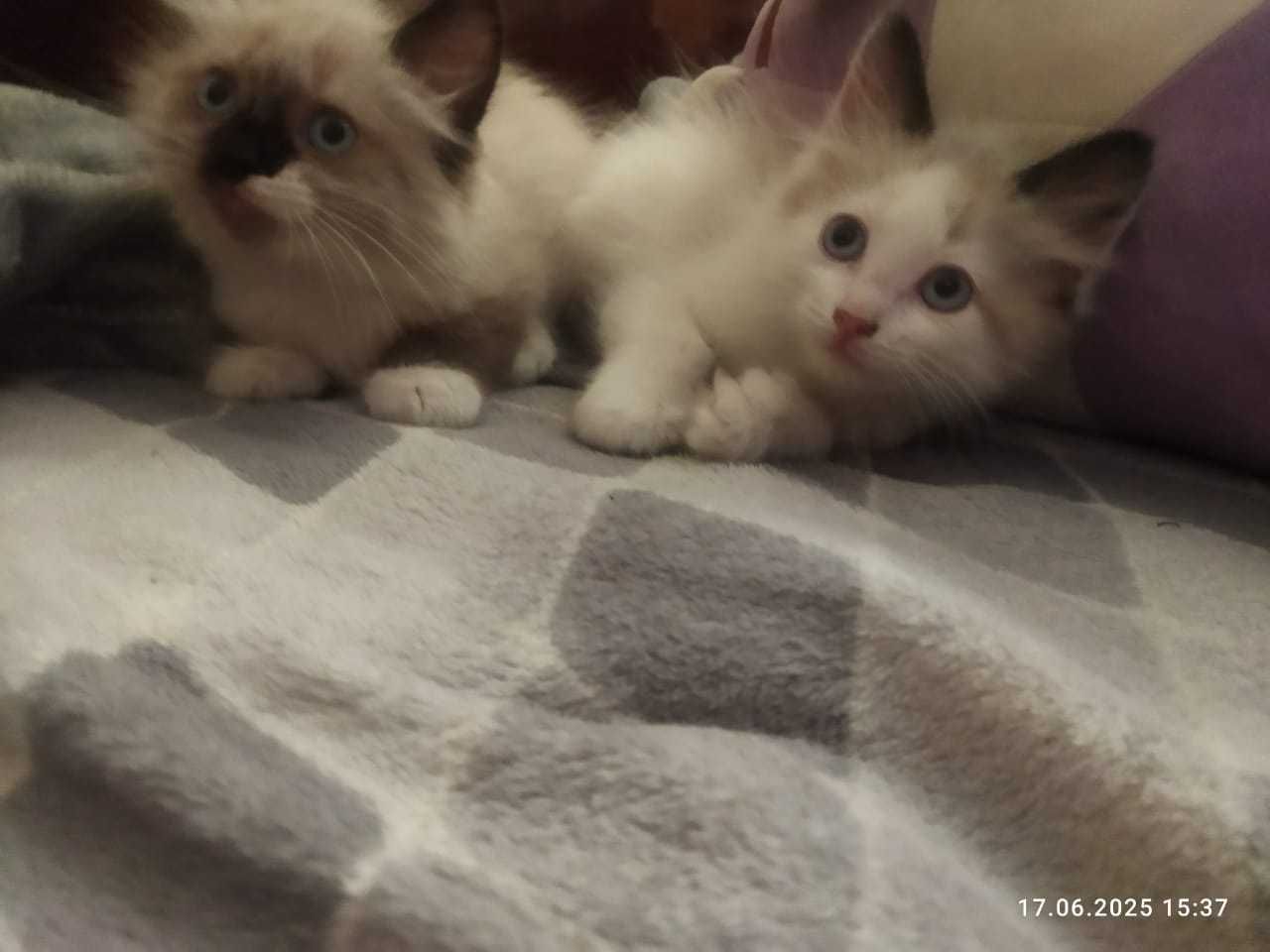 Котята 2 месяца: кошечка и котик