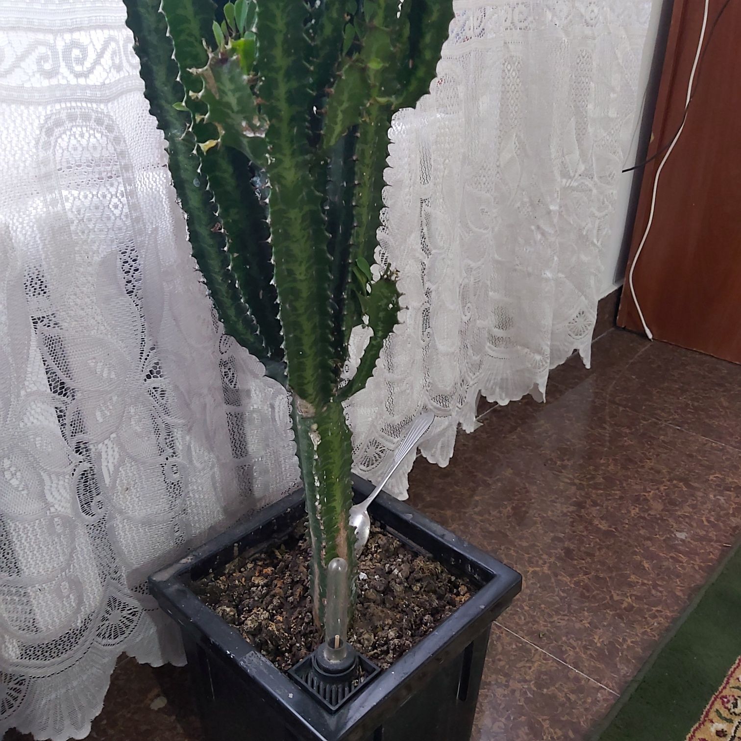 Кактус комнатный