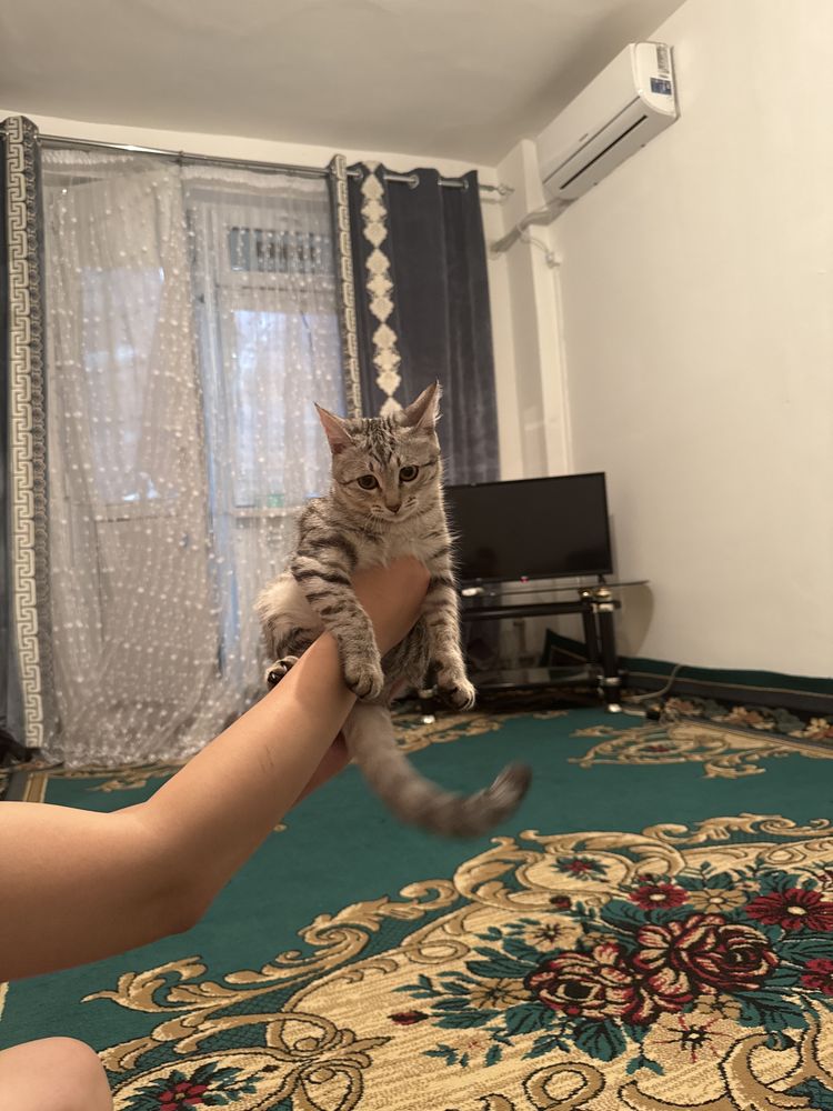 Отдам даром котенка