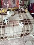 Отдам даром котят