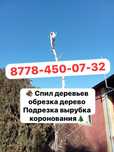 Спил дерево  не дорого