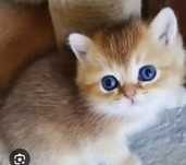 Продаются  котята золотая  шиншила  1 месяцц