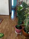 Продаётся домашний цветы фикус лира