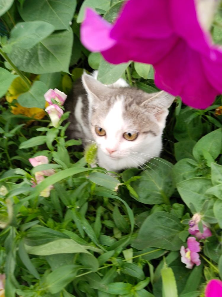 Кошка Котенок девочка поисках дома ! Костанай ! Привезем !