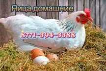 Яица домашние, свежие .