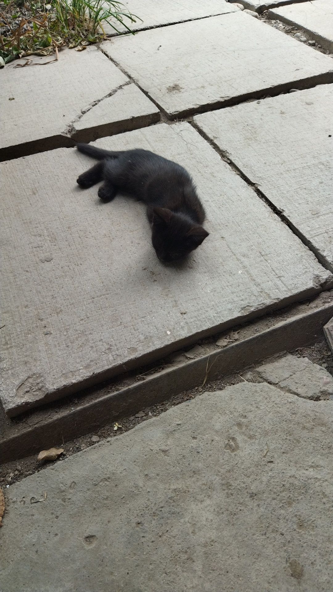 Котенок 2 месяца, нуждается в заботливых руках