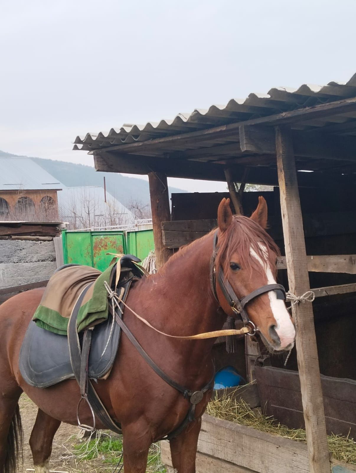 Айғыр, жаксы, кунде мінгізіп жүр.
