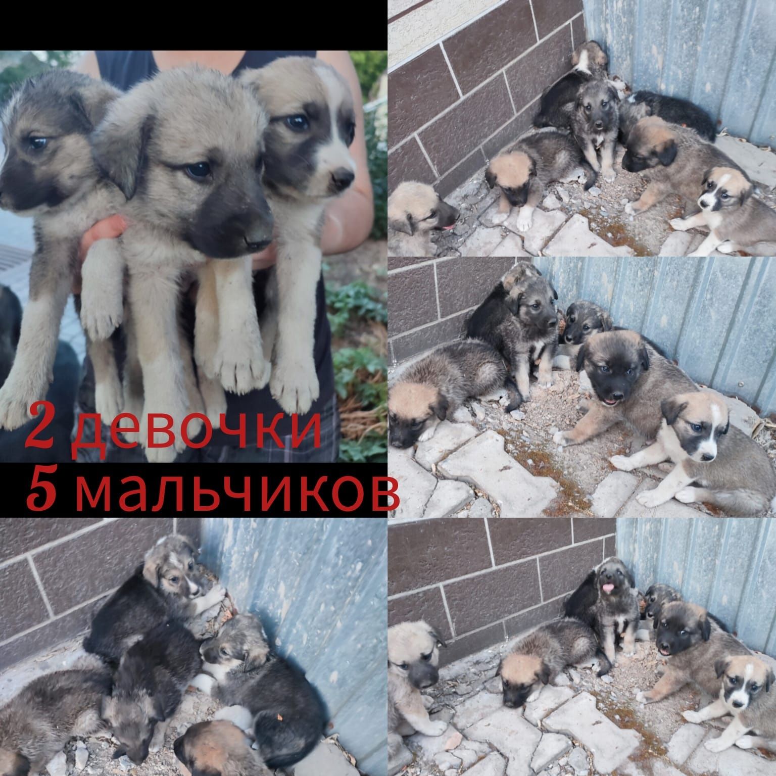 В добрые руки отдаются щенки