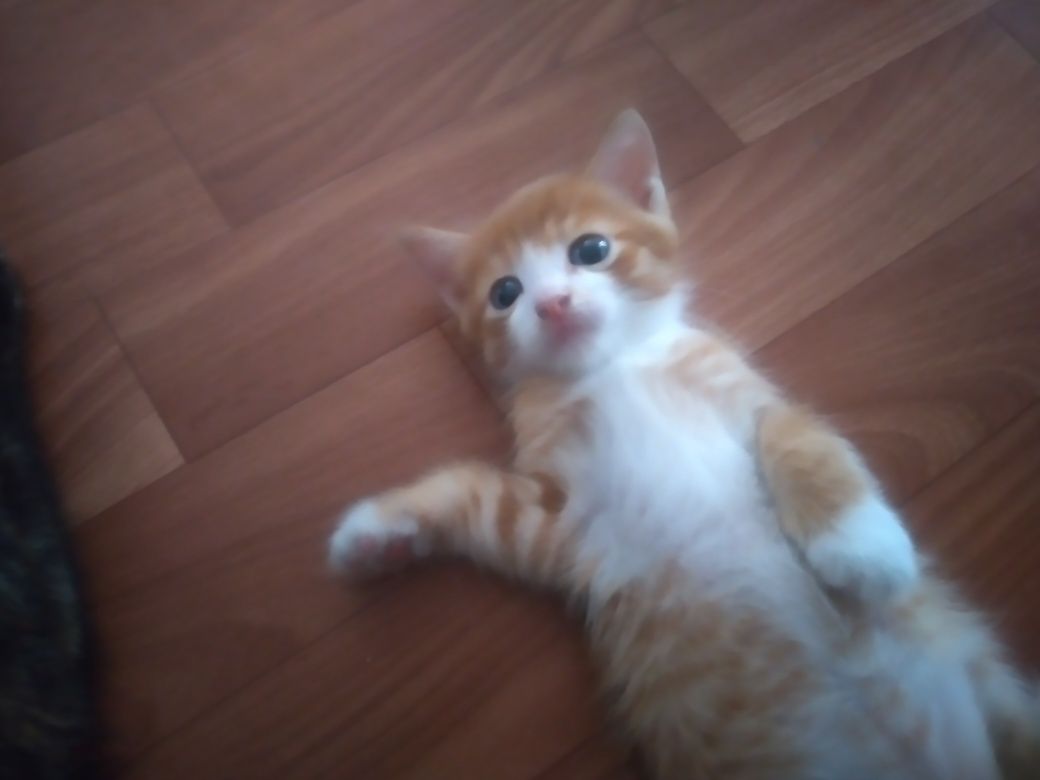 Отдам котят добрые руки