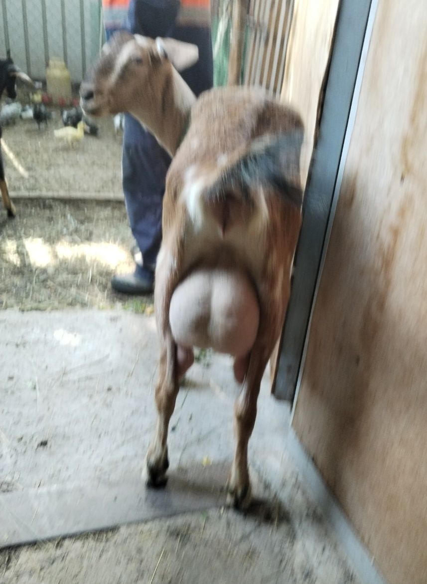 Продам дойную козу