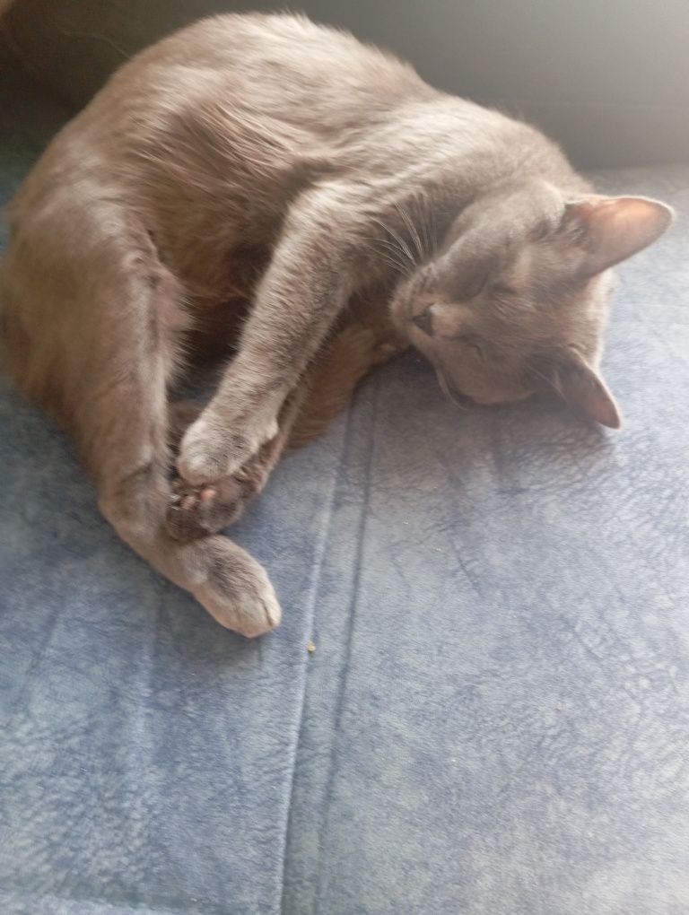 Адам в хорошие руки кошку