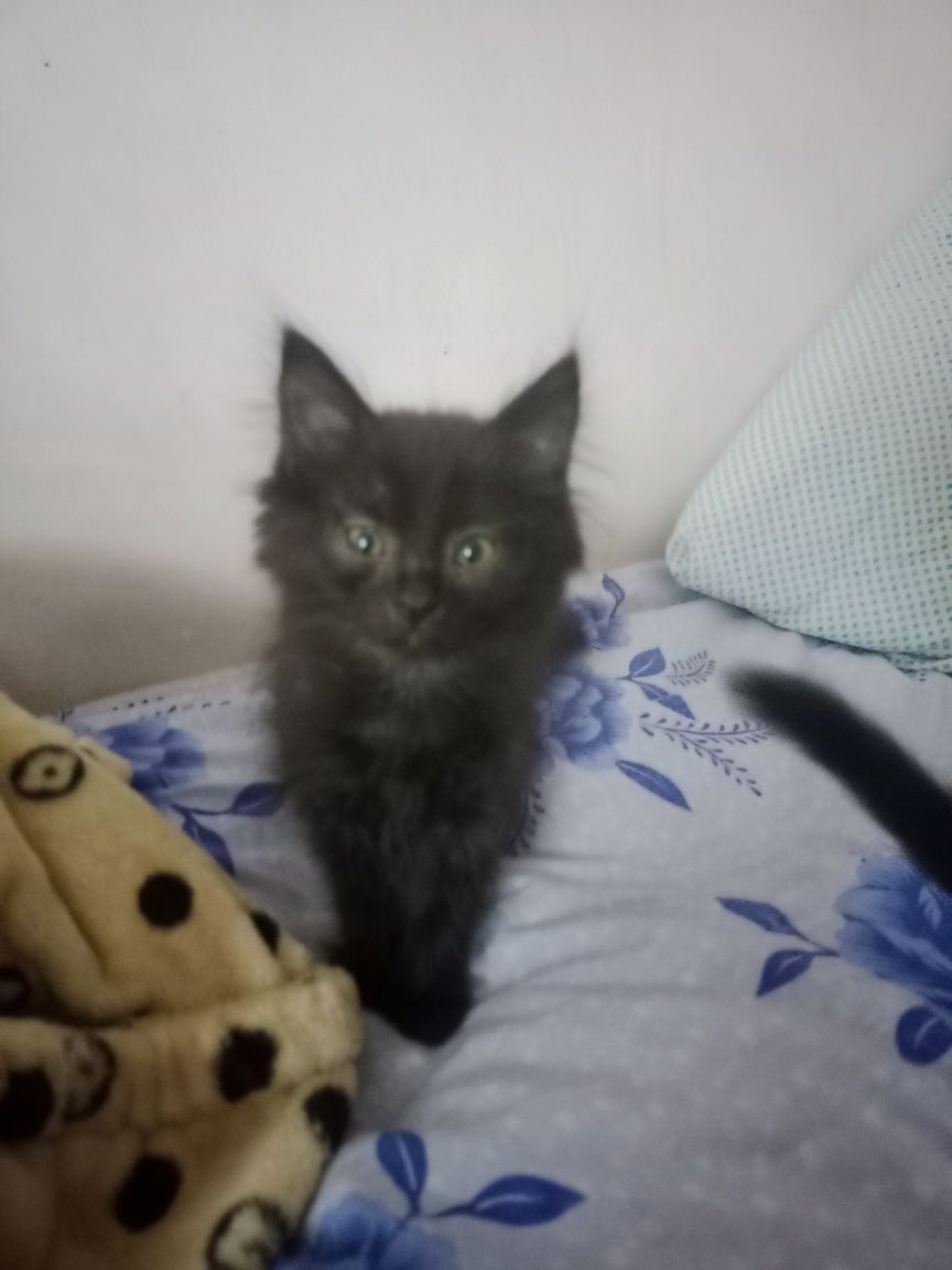 Котята, в добрые руки