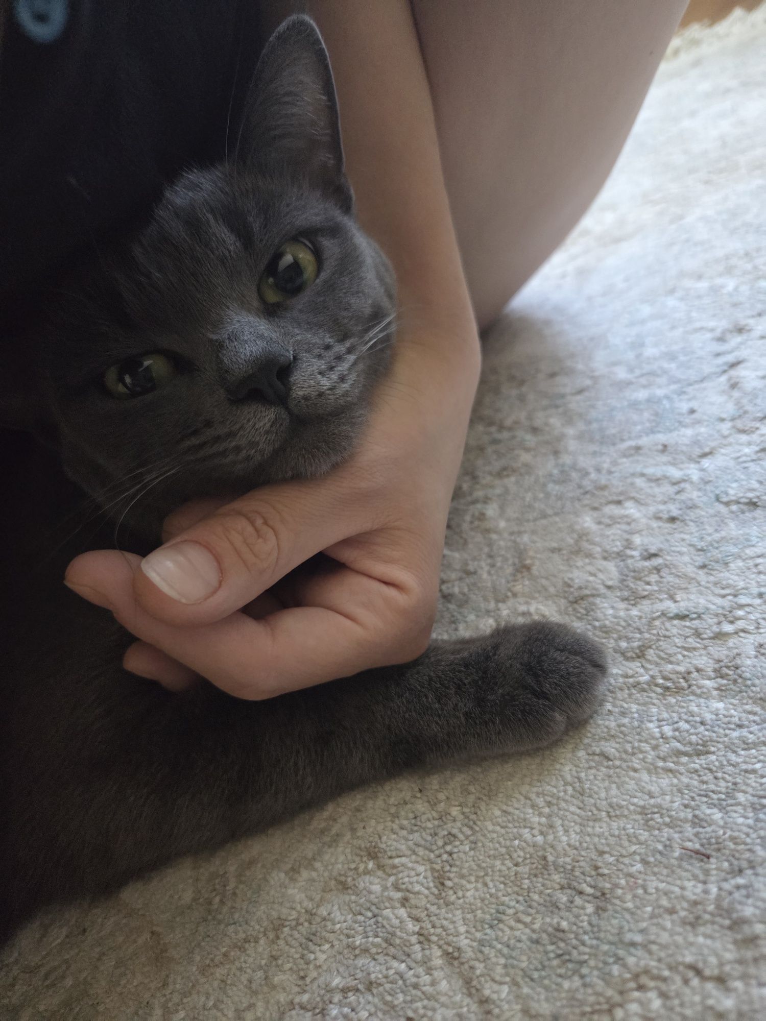 Кошка годовалая Муся