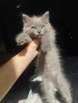 Шикарный котенок шотландец