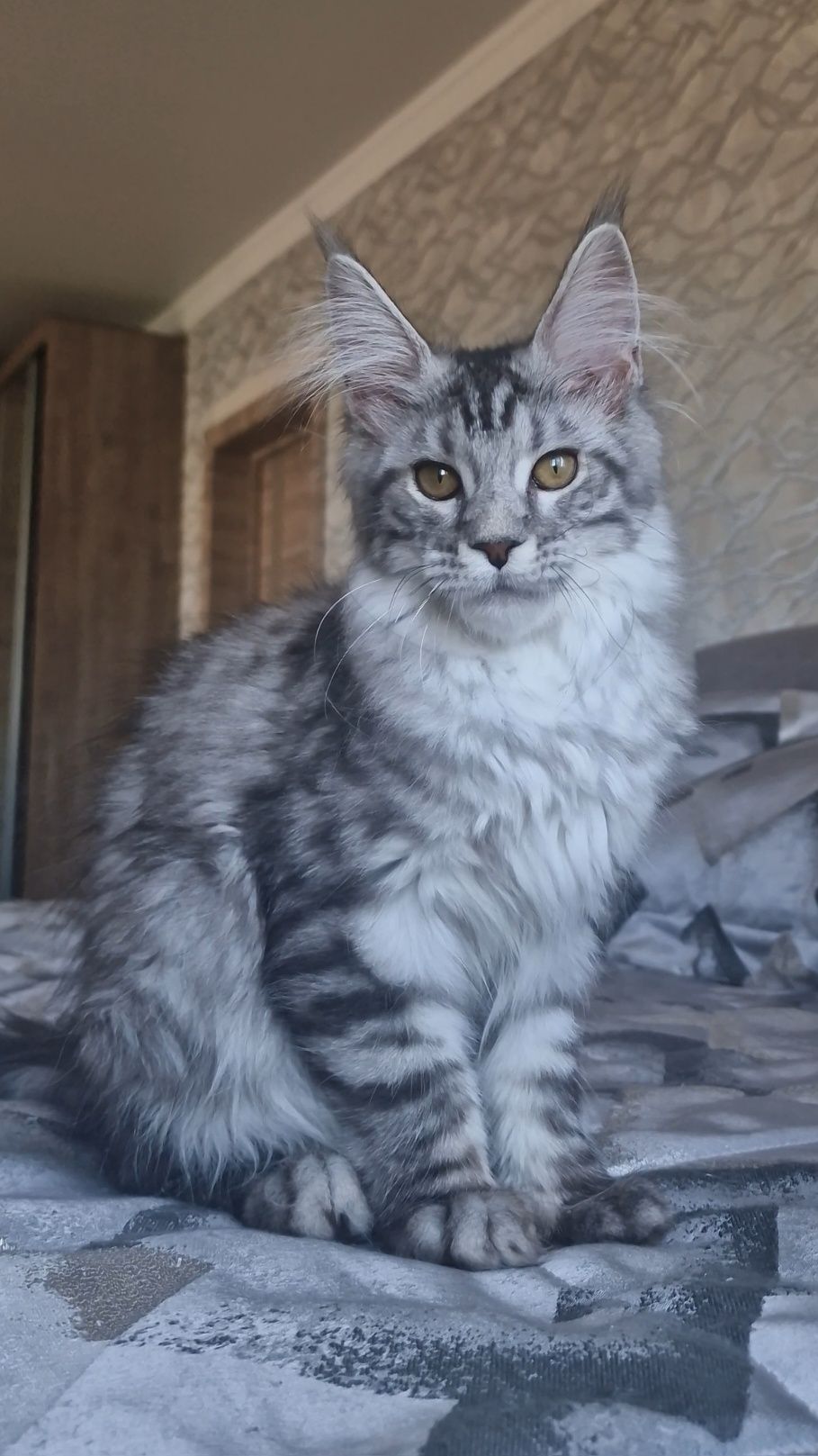 Мейн-кун  котята