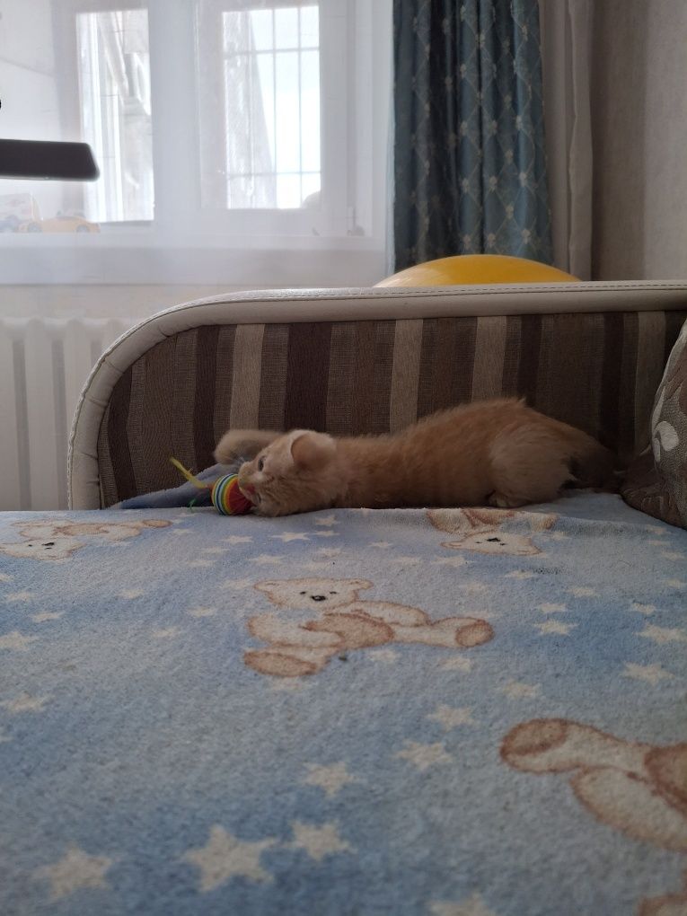 Отдам котенка в добрые руки БЕСПЛАТНО