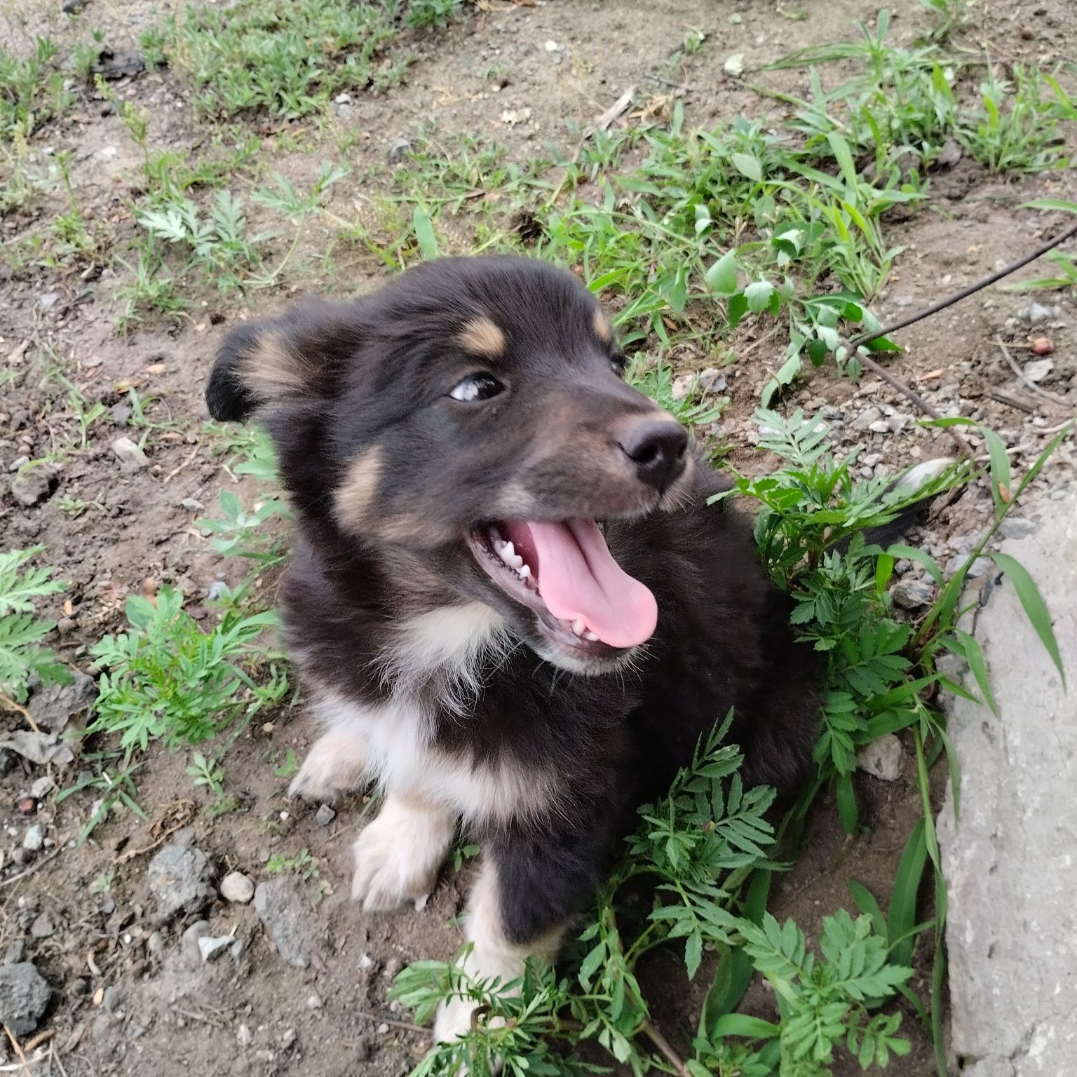 Отдам в добрые руки