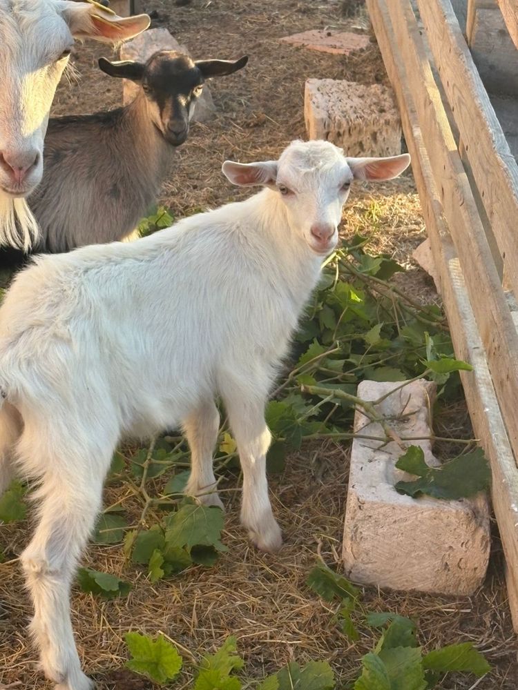 Лақ сатылады Заанен шведский