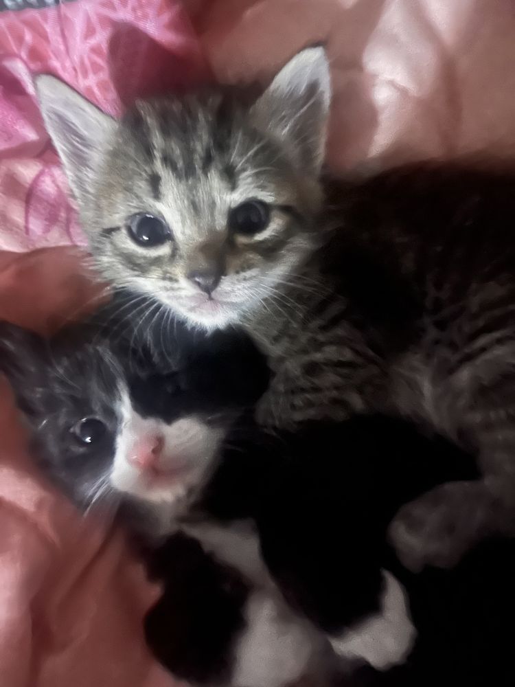 Котята отдам. Еще и кошку