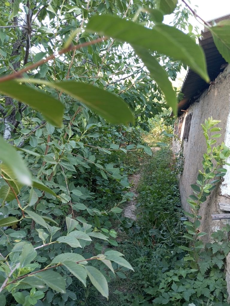 Дом с большим земельным участком