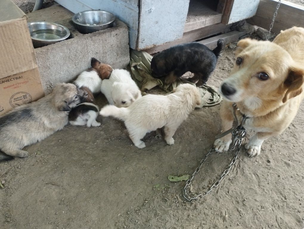Щенят отдам бесплатно.