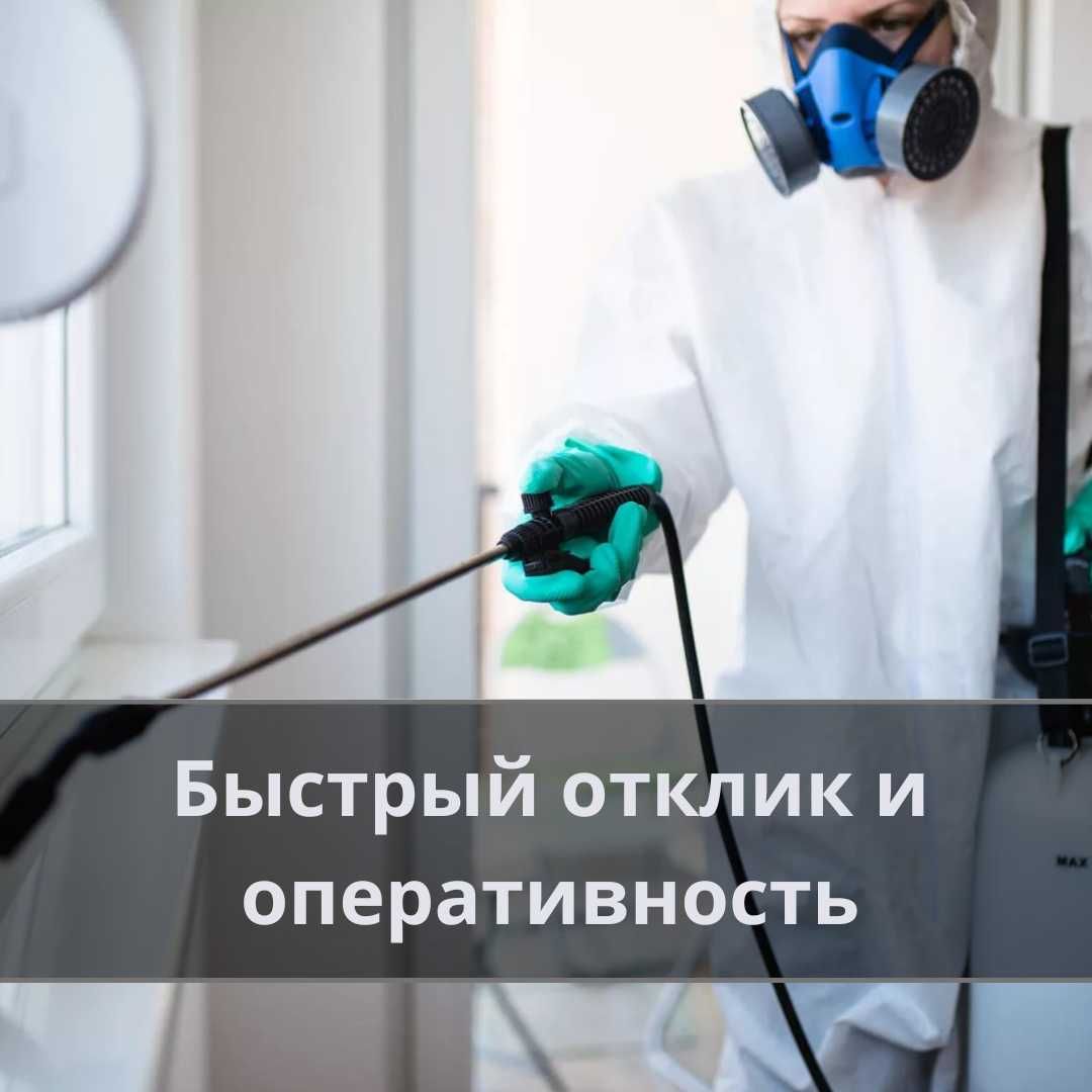 Дезинфекция Уничтожение клопов муравьев тараканов крыс клещей комаров