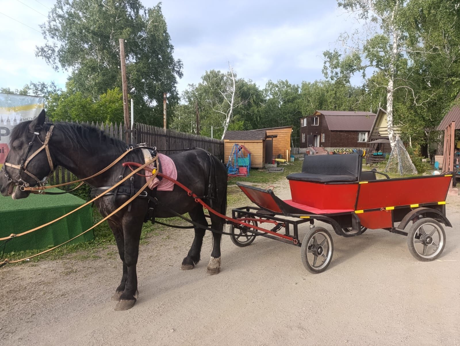 Продам жеребец+ экипаж.