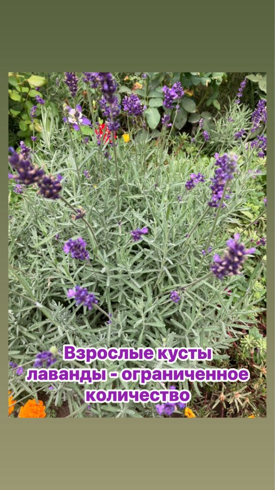 Саженцы, кусты, корни, цветы, лаванда, спирея