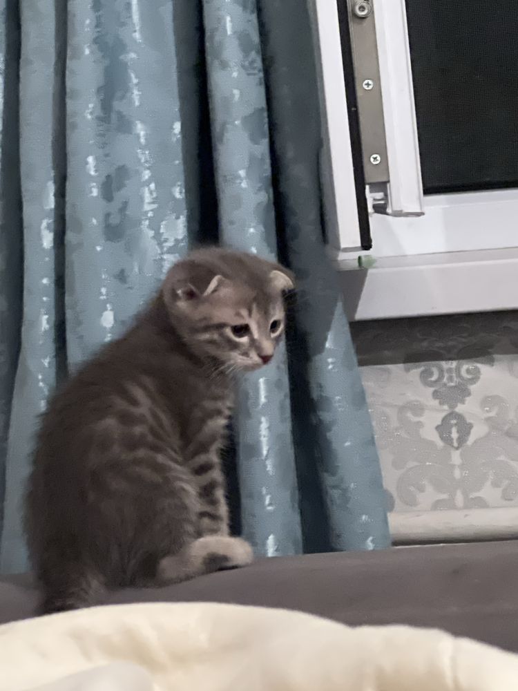 Кошка породистый 2,5мес