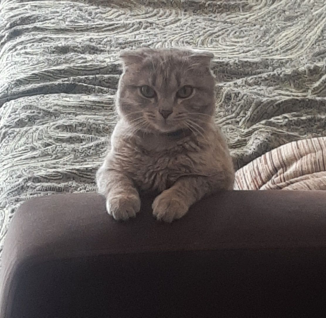 Продам котёнка. Шотландский вислоухи