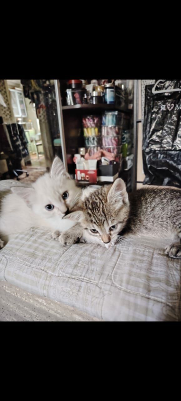 Отдам котят в добрые руки