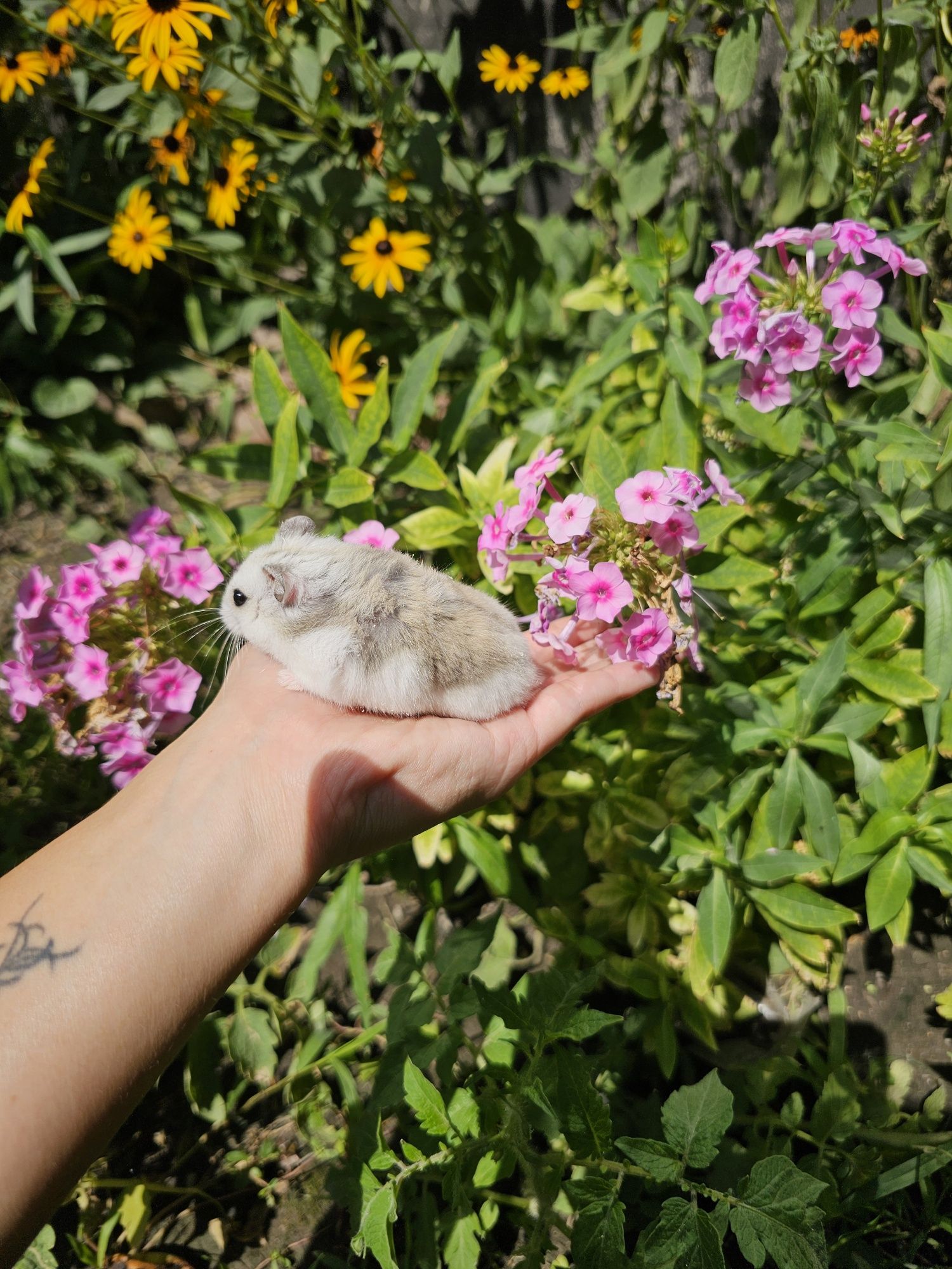 Новые клетки + хомячок в подарок