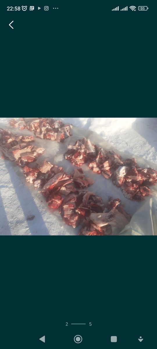 Продам говядину,телочки.